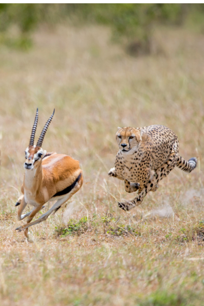 How fast can a cheetah run? 22 fastest animals ranked - Run With Caroline -  The #1 running and fitness resource for women