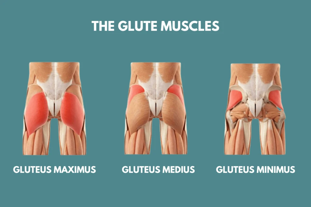 glute muscles