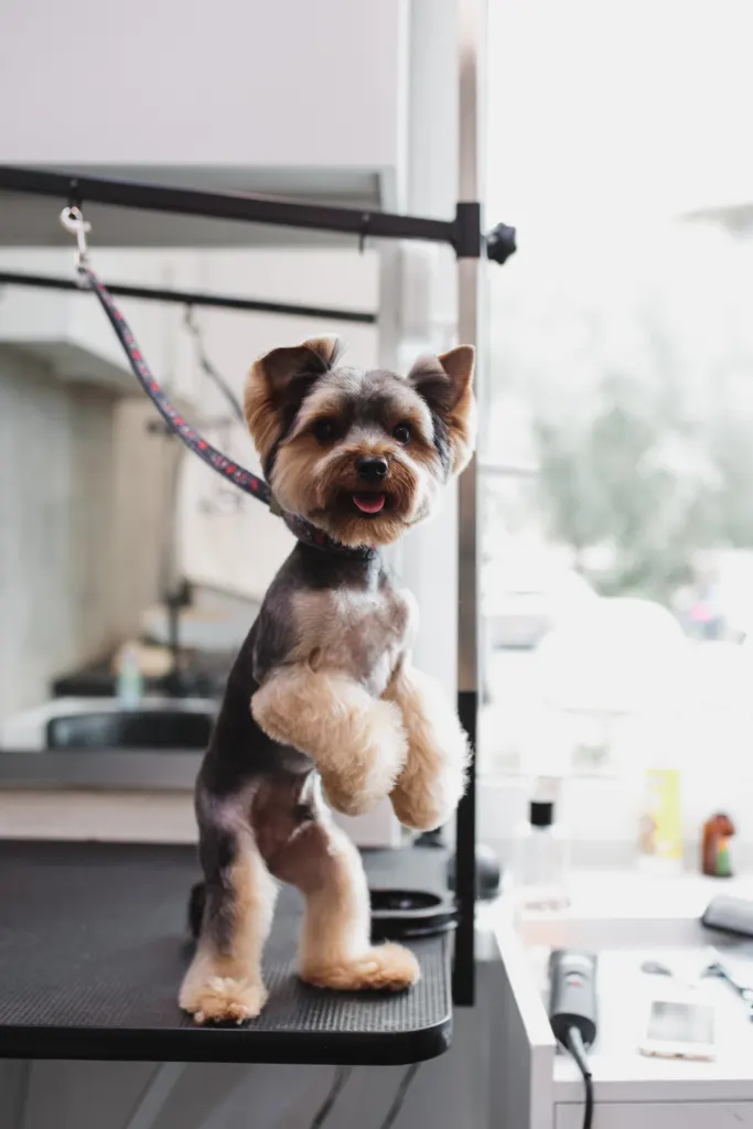 dog treadmill